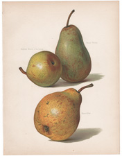 Pears